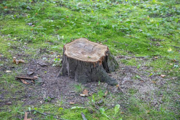 Bush Stump Removal in Lincoln
