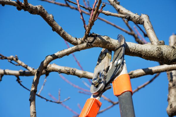 Pruning Service in Lincoln