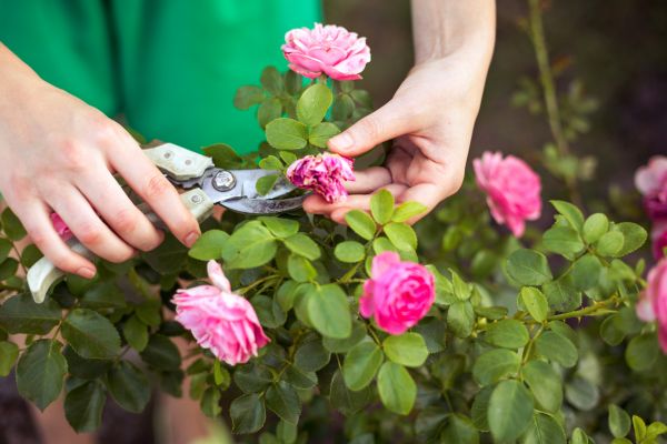 Rose Shearing in Lincoln