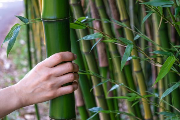 Bamboo Abatement