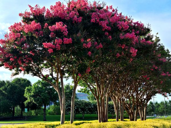 Cost of Crepe Myrtle Pruning in Lincoln
