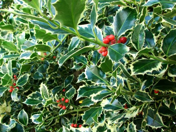 Cost of Holly Bushes Trimming in Lincoln