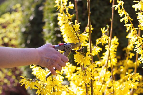 Forsythia Pruning in Lincoln