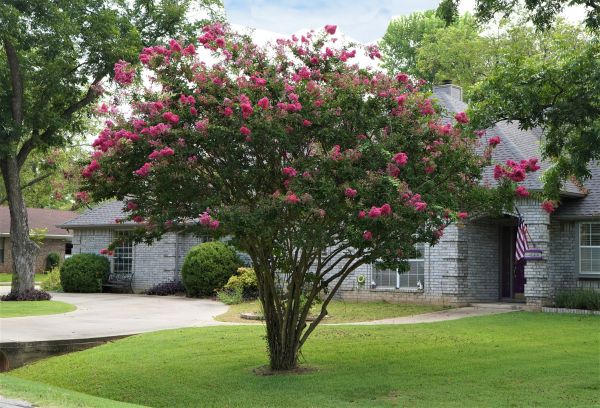 Crepe Myrtle Trimming in Lincoln