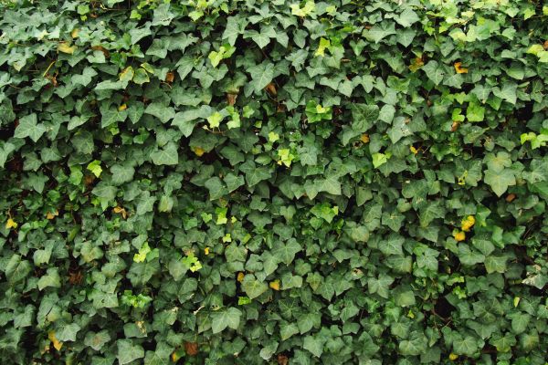 Ivy Pruning service in Lincoln
