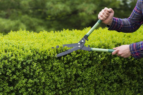 Evergreen Shrub Pruning in Lincoln