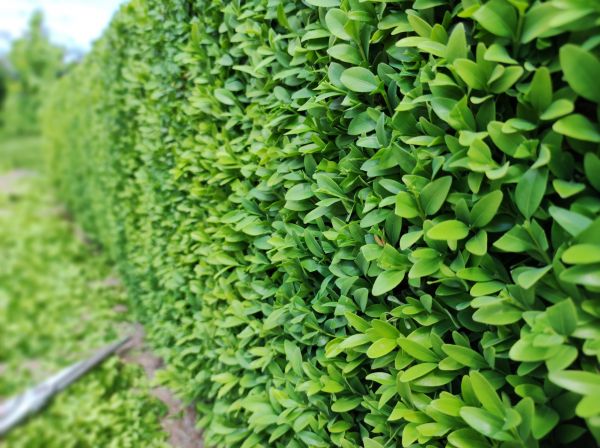 Cost of Boxwood Pruning in Lincoln