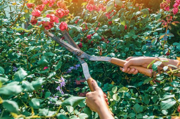 Knockout Roses Pruning in Lincoln