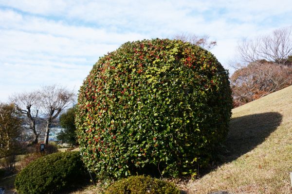 Cost of Holly Shrub Pruning in Lincoln