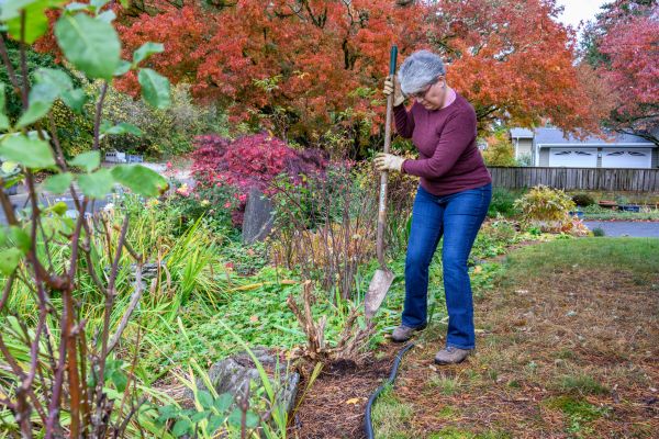 Dead Bush Removal in Lincoln
