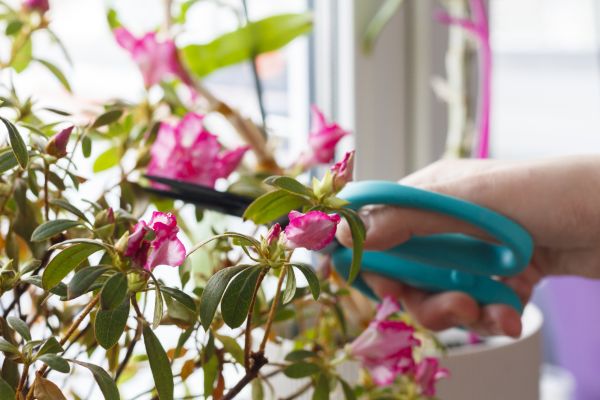 Azalea Pruning in Lincoln