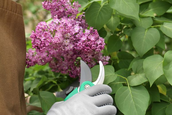 Lilac Bush Pruning