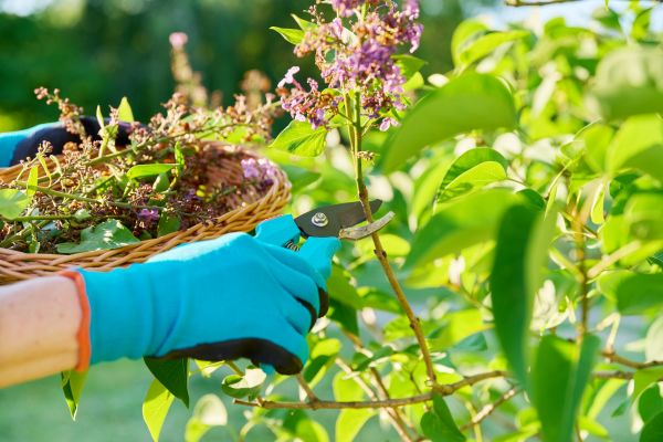 Lilac Trimming Service in Lincoln