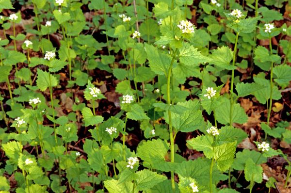 Garlic Mustard Removal in Lincoln
