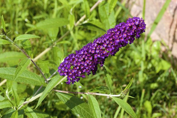 Butterfly Bush Pruning in Lincoln