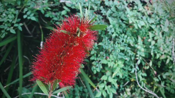 Bottlebrush Pruning in Lincoln