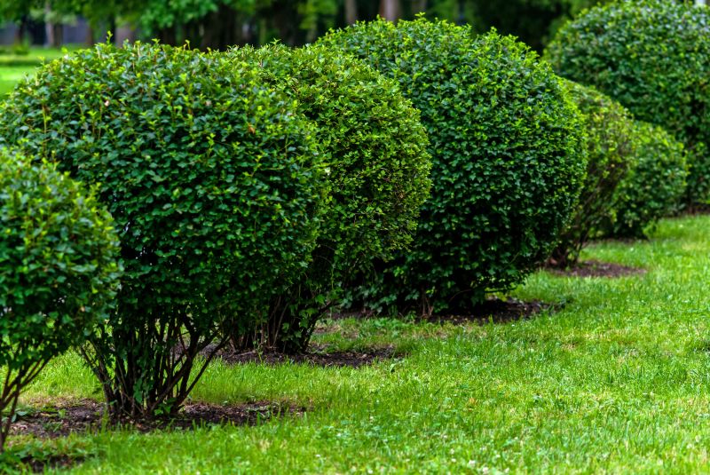 Pruned Shrubs