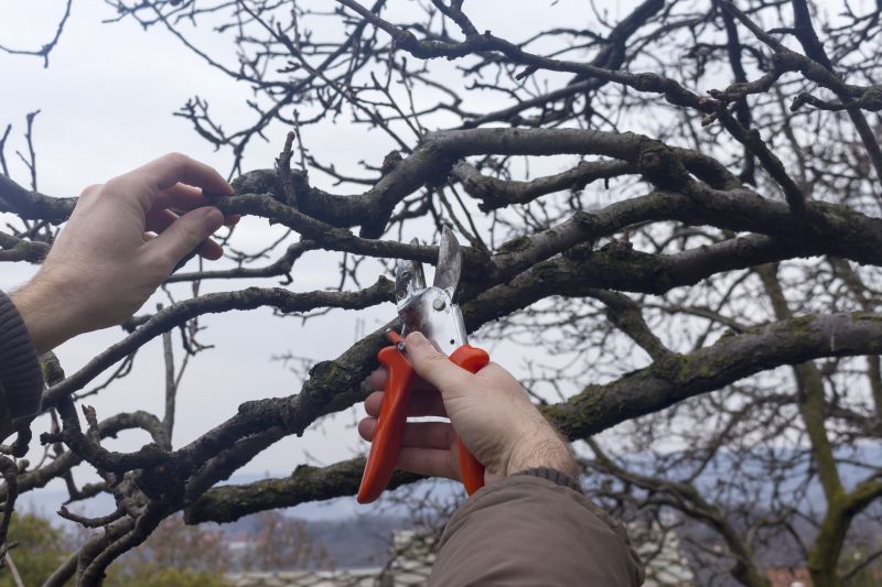 Seasonal Pruning Services